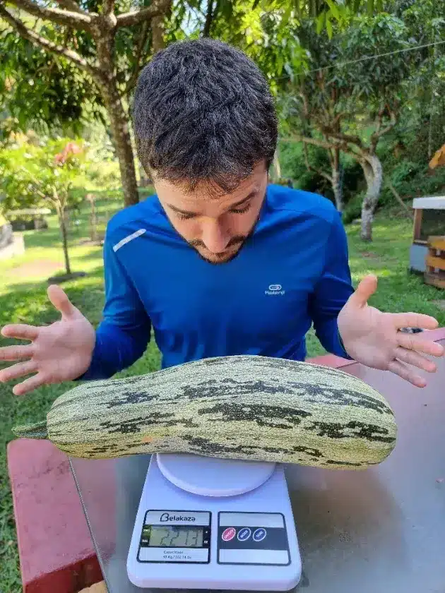 Abobrinha de grande porte sendo pesada em balança