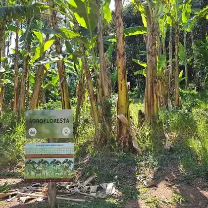 Agrofloresta de bananeiras no Instituto
