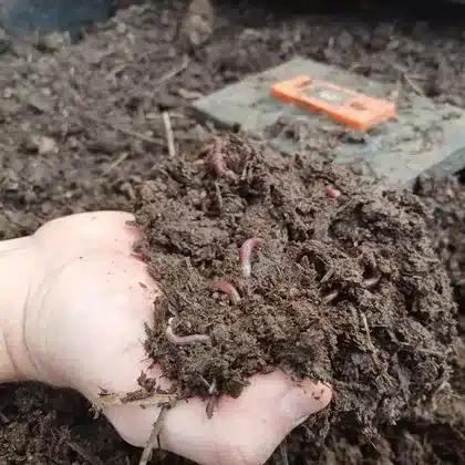 Mão segurando adubo pronto, cheio de minhocas