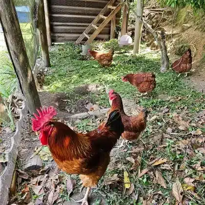 Galinhas e galo soltos no galinheiro do Instituto