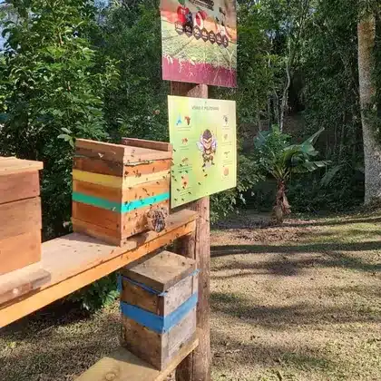 Caixas de abelha sem ferrão no meliponário